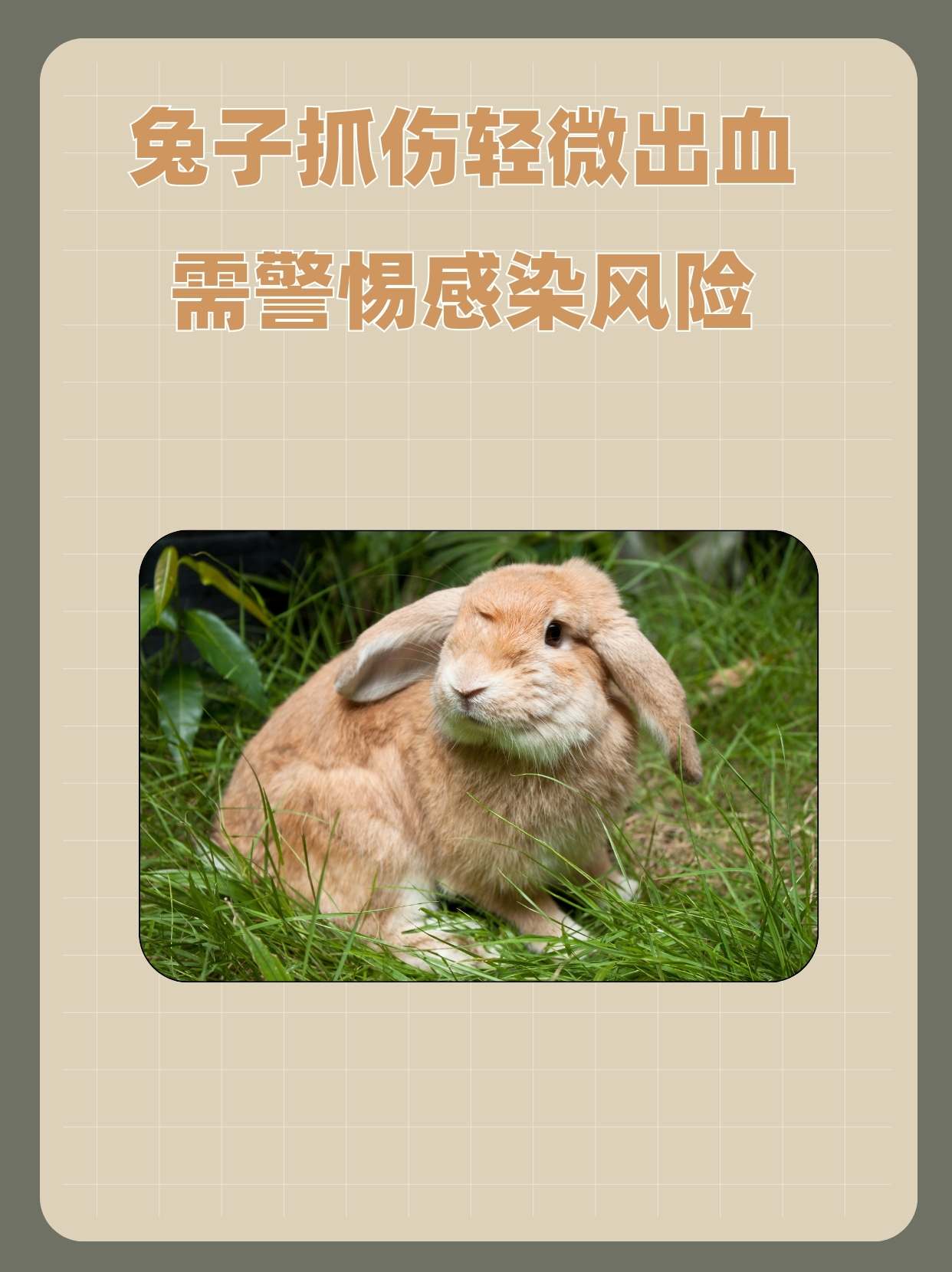 有一次,我遇到了一位宠物爱好者,她在和自家养的