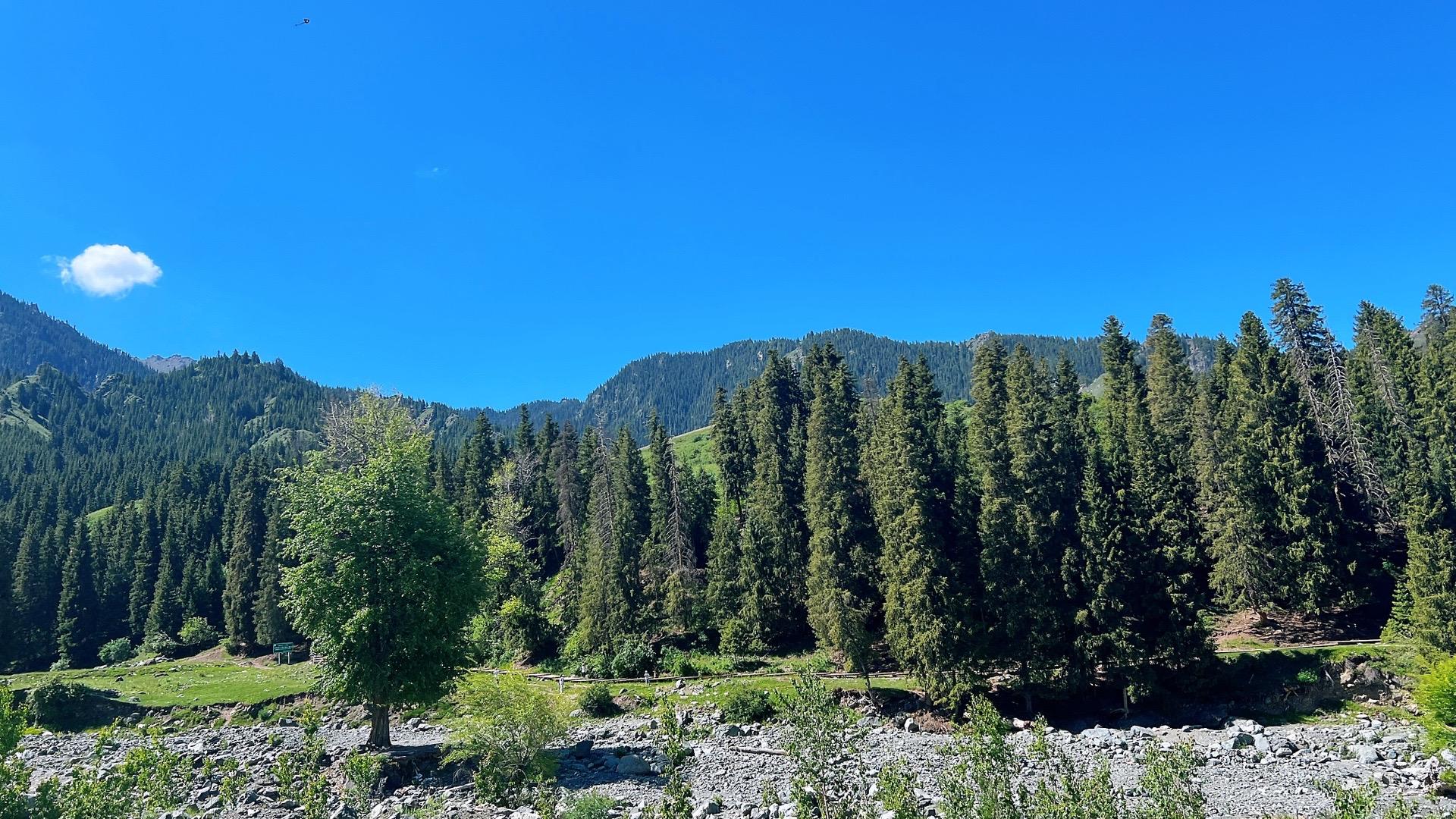 哈熊沟 | 我在乌鲁木齐70公里外被云杉林吞没的下午!