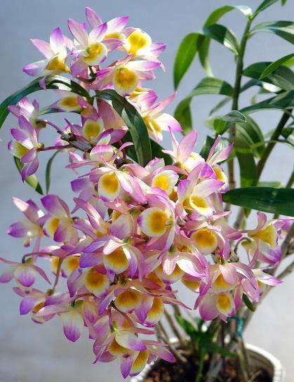 喜欢养花可以养几盆石斛兰,这种花卉的花色鲜艳,开花能力也是很不错的