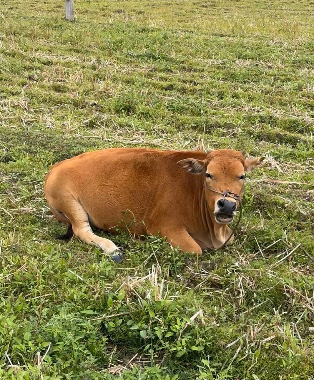 你知道牛是站着睡觉还是卧着睡吗?其实呀,牛既能站着睡,也能卧着睡呢
