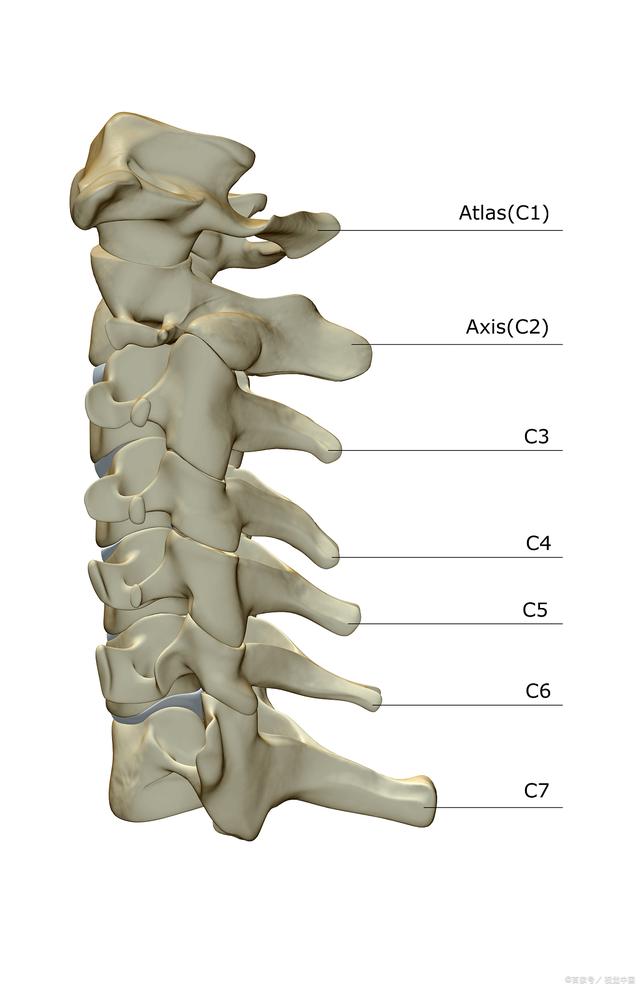 颈椎突出图片 位置图图片