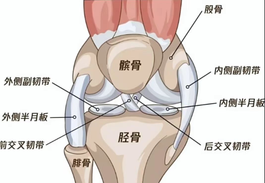 一个行为在家就能测试膝关节髌骨是否健康!