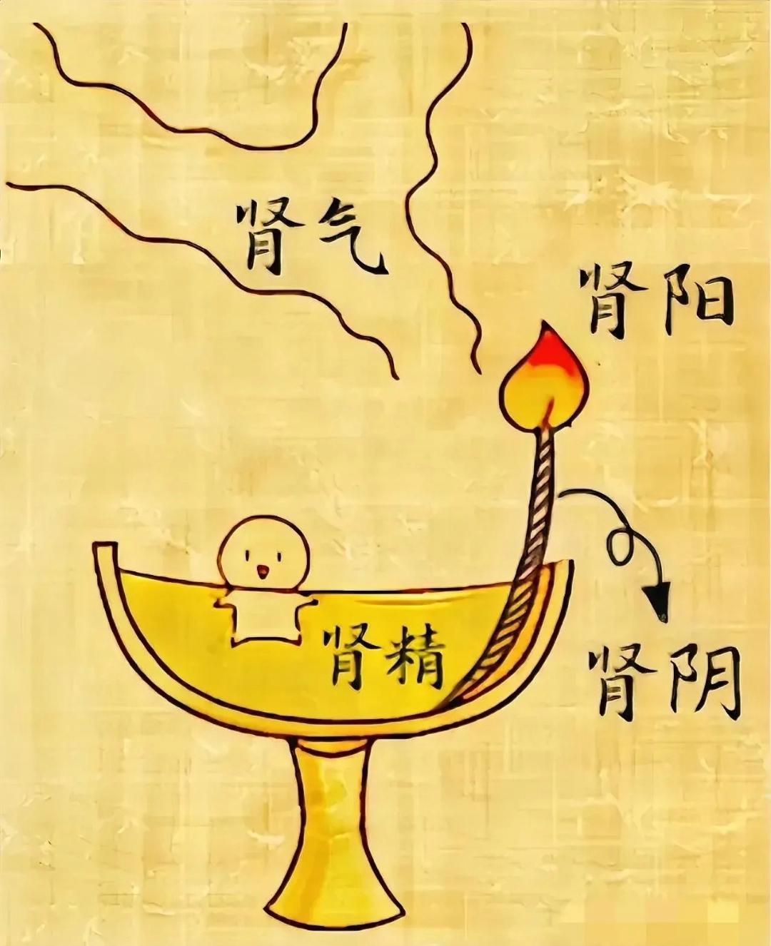 卫就是保卫防御的意思在身体表面而肺主皮毛
