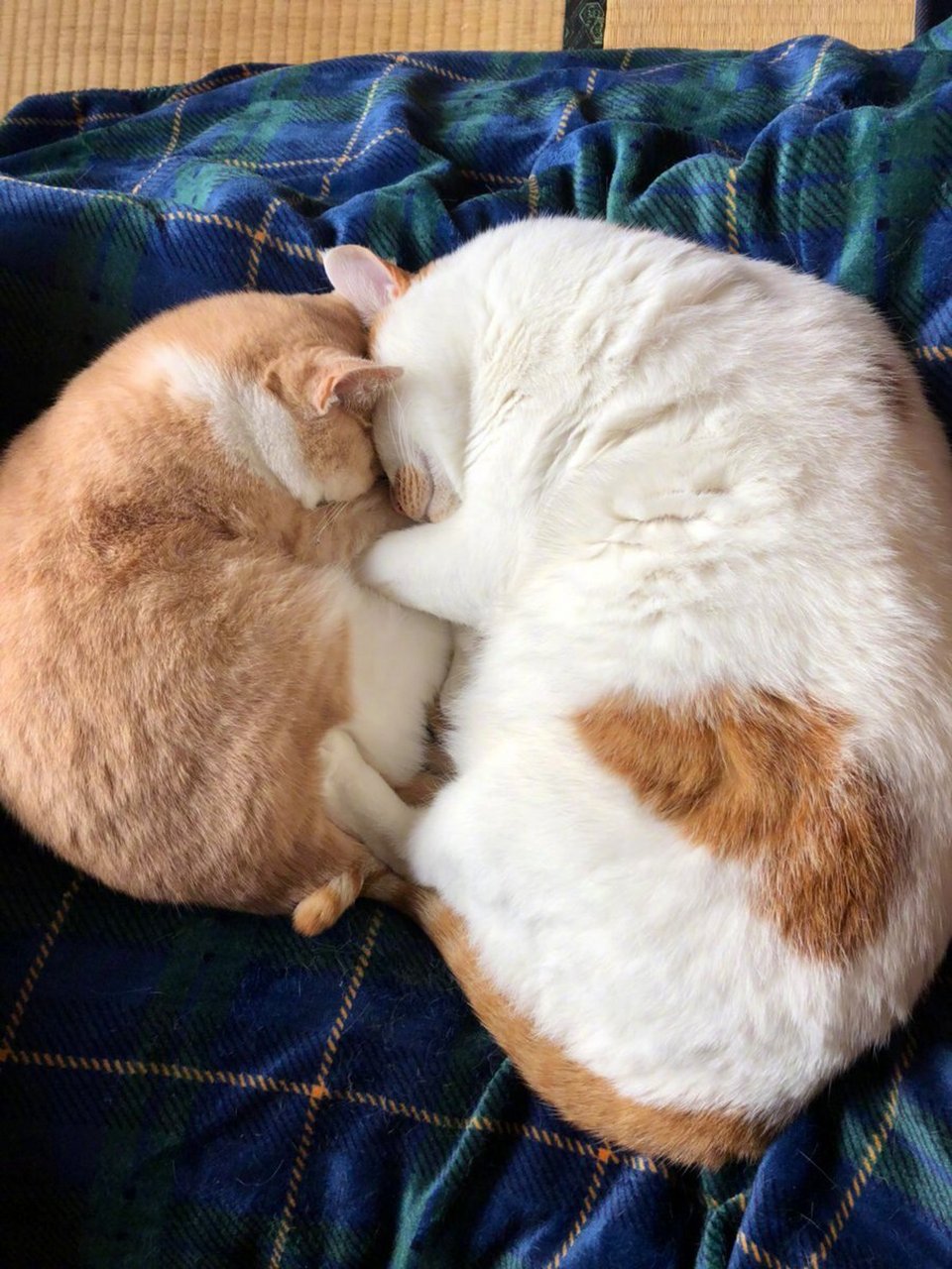 来到朋友家做客,看到了他们家一对母子猫正在相互拥抱着睡觉,感觉挺