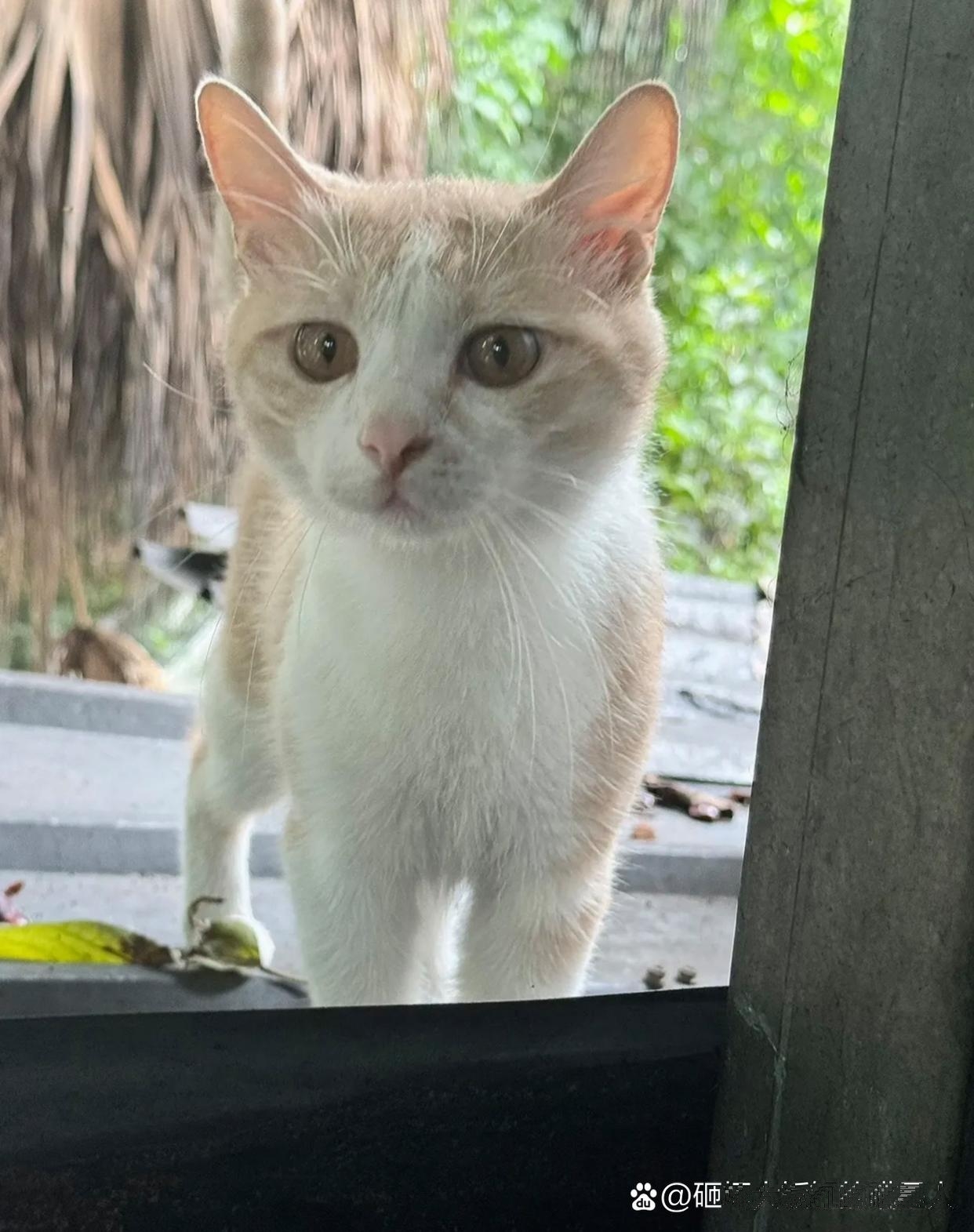 不是说喂流浪猫就有福报我天天喂结果下雨天路滑摔了一跤腿肿得跟