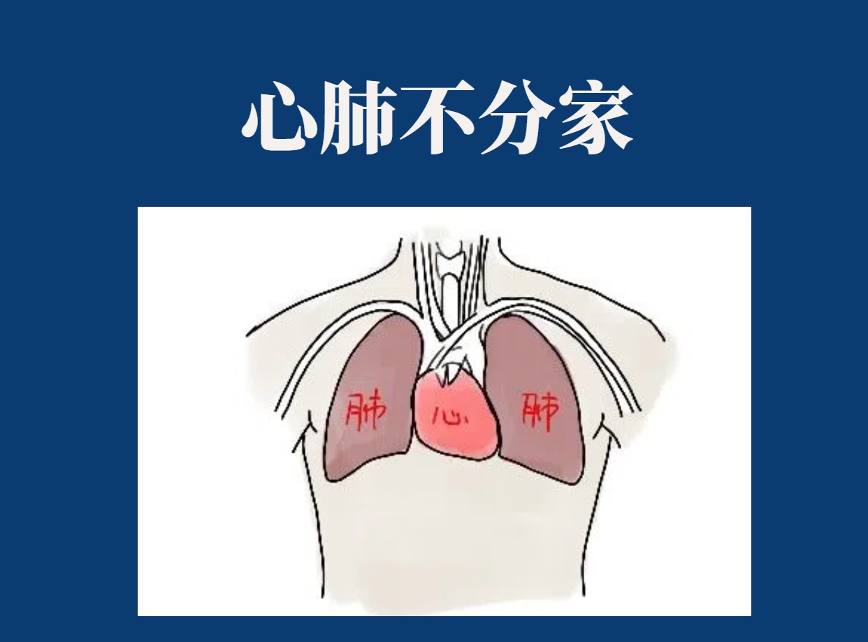 心脏与肺的关系图图片