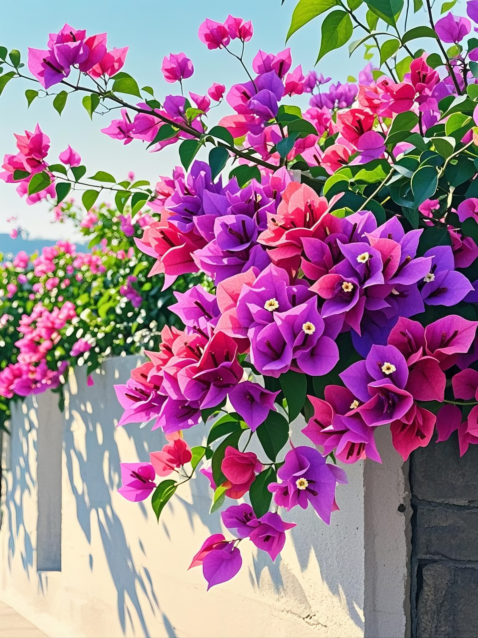 那丛三角梅,紫红的花朵簇拥在一起,宛如绚烂的朝霞,美得令人心醉