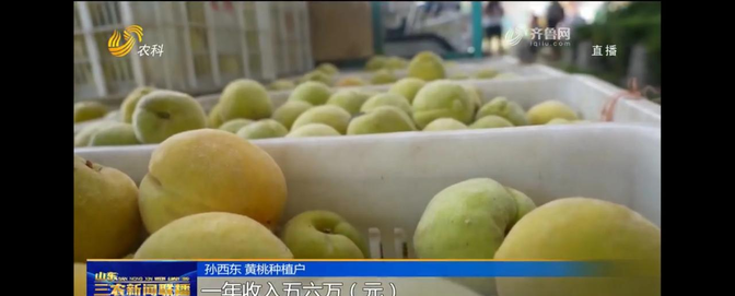 种植黄桃8万多亩是谁