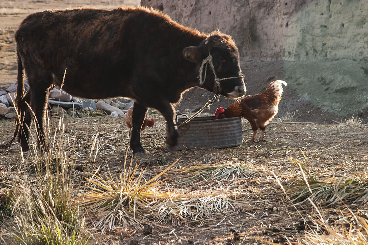 一头牛和一群鸡共享一盆食物,在绝对实力面前,一切努力都是白费.