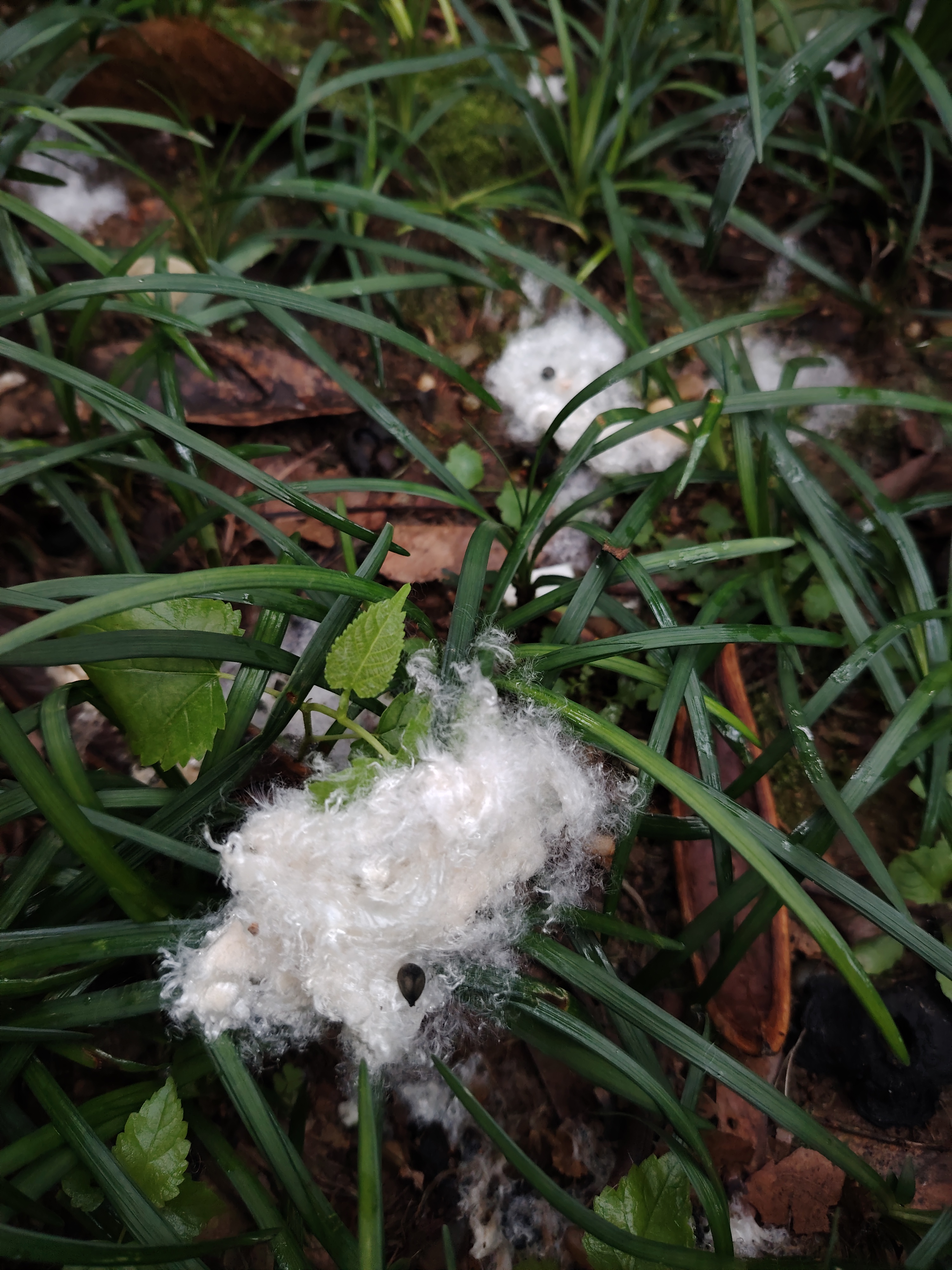 最后放松的时候,走到小山上,看到木棉花树下的植物和地上都是白色的