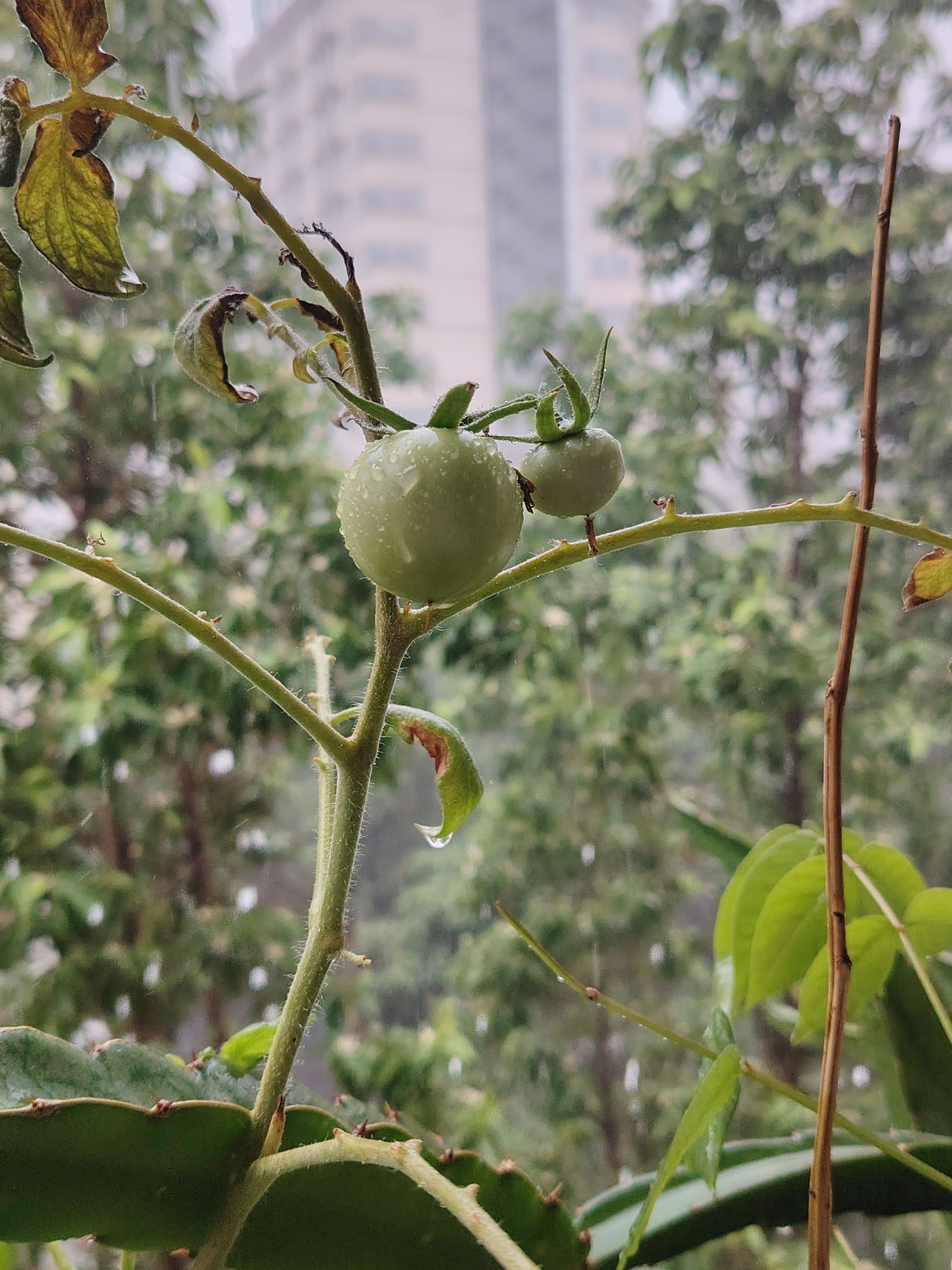 暴雨折纸杀手18个结局图片