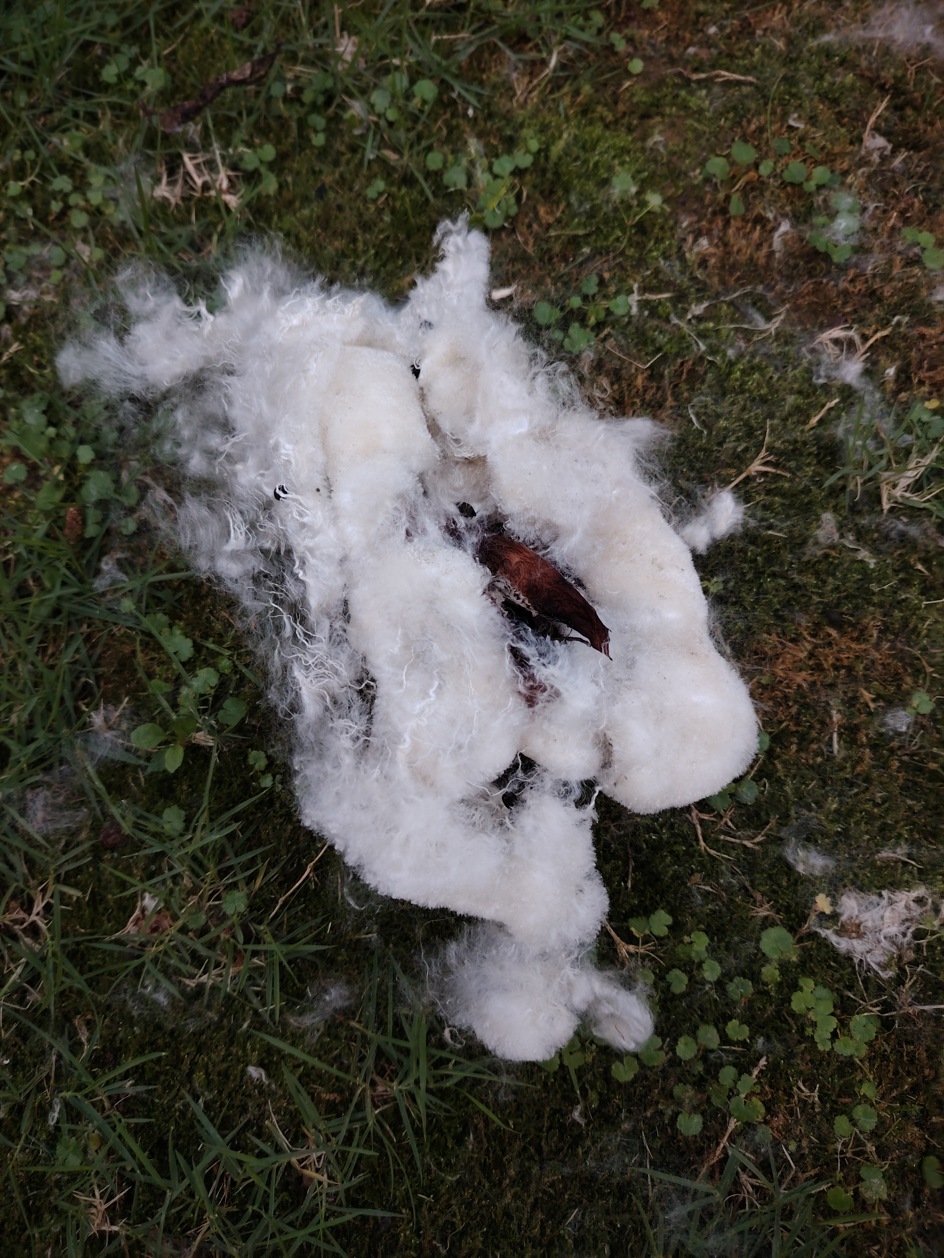 过个20度的暑假# 南宁5月中旬又是雨天,一下雨,金花茶公园的木棉花