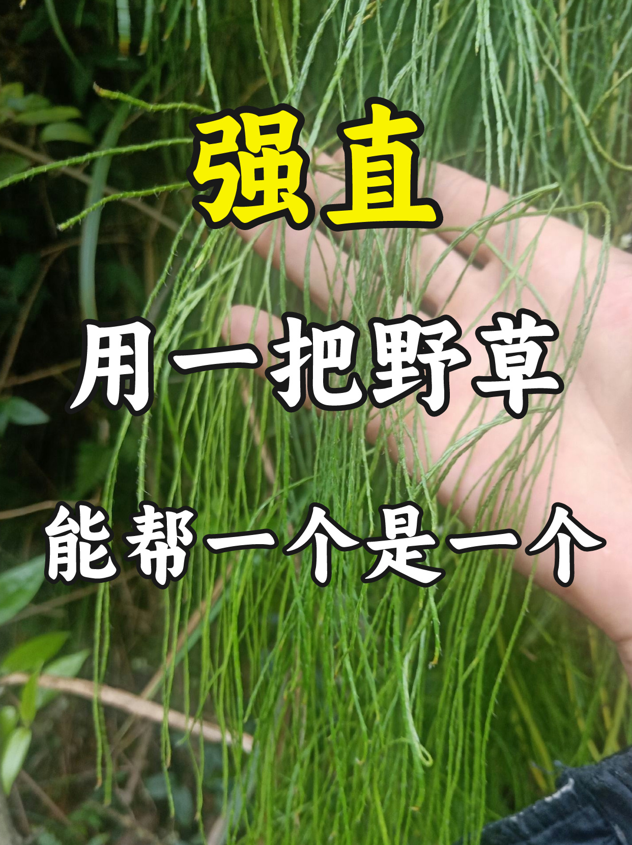 风寒草的功效与作用图片