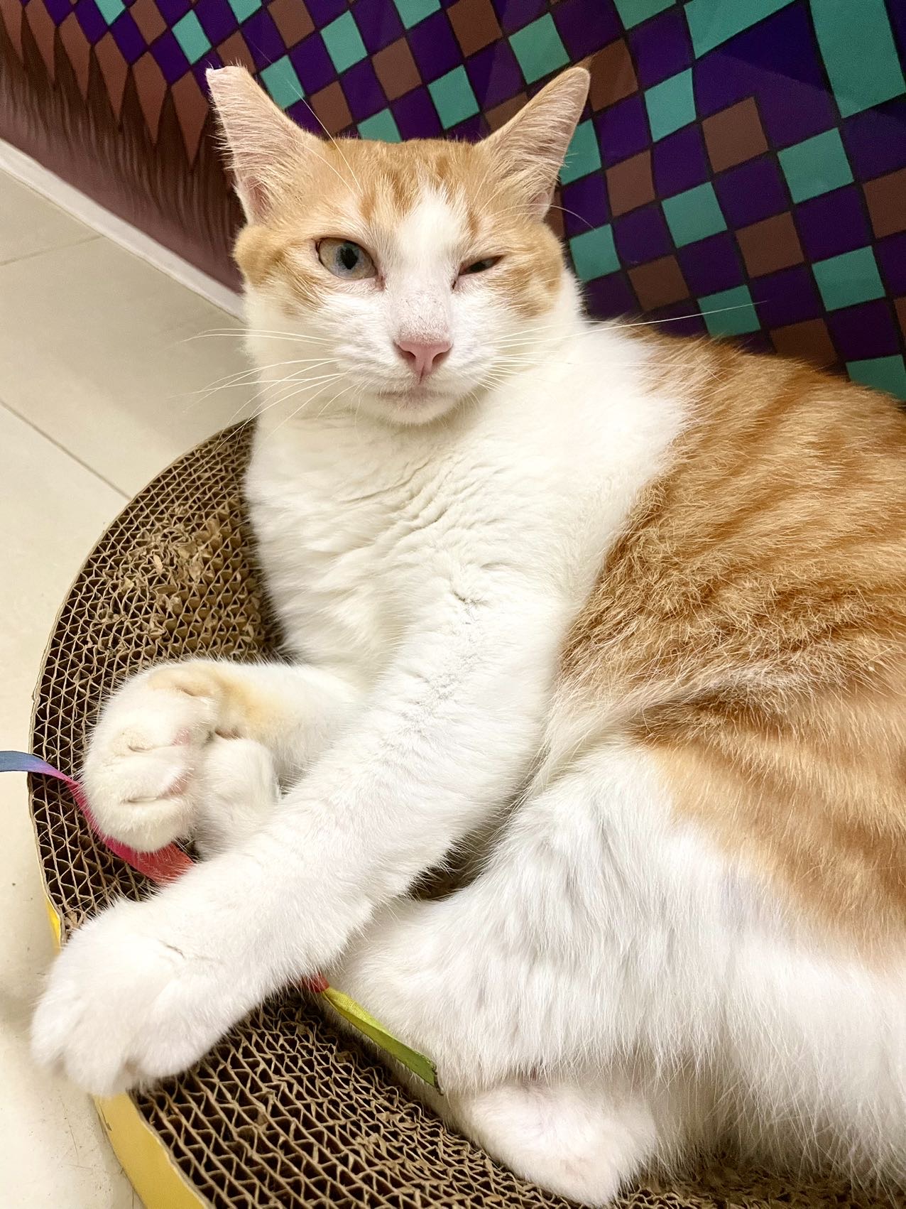 黄白是一只少见的蓝眼睛橘白,性格绝佳,已绝育剪耳