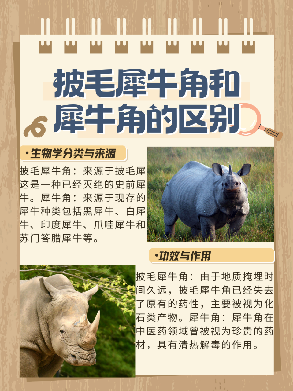 披毛犀鱼籽尺寸差异性是很大的,而且无论是非洲现代犀牛角(不发图了