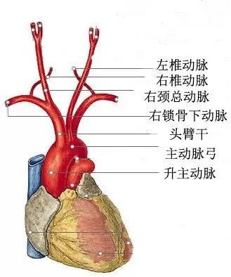 心脏的三根主要血管分别是左前降支,左回旋支和右冠状动脉