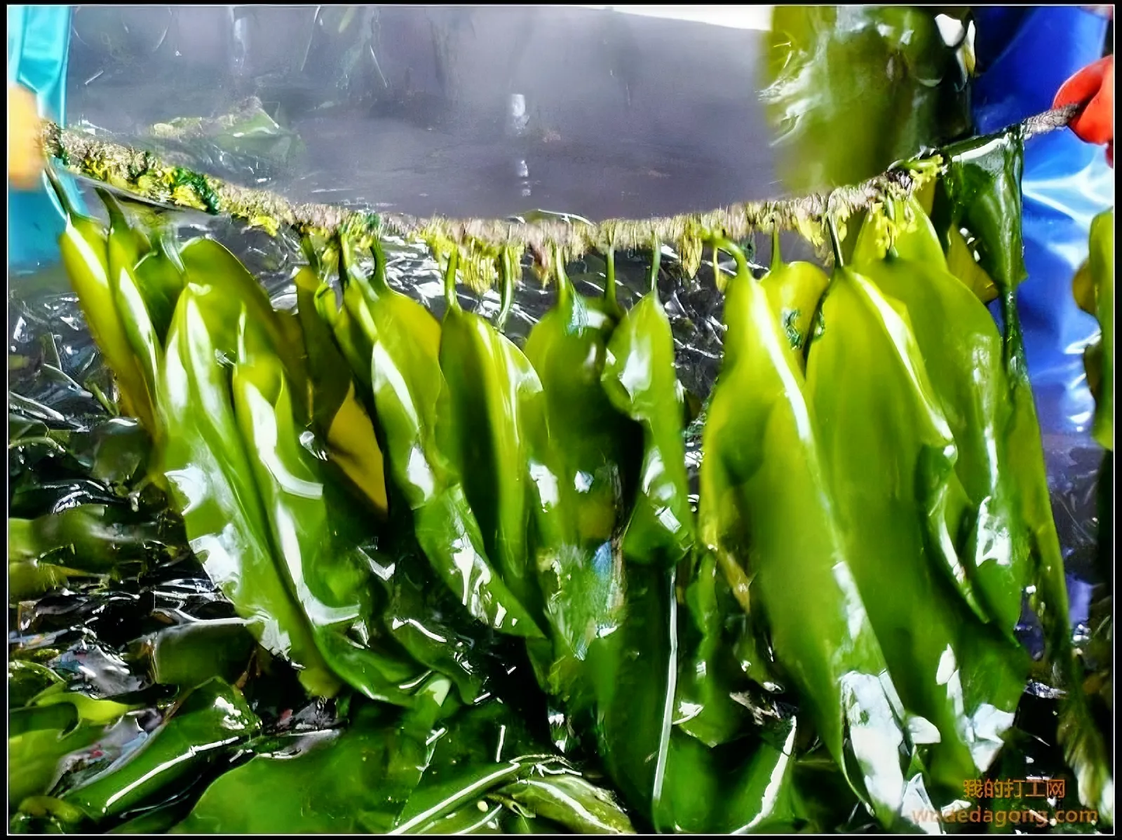 早在2005年的时候,海带就被科学家排除出了植物的圈子,因为人们发现