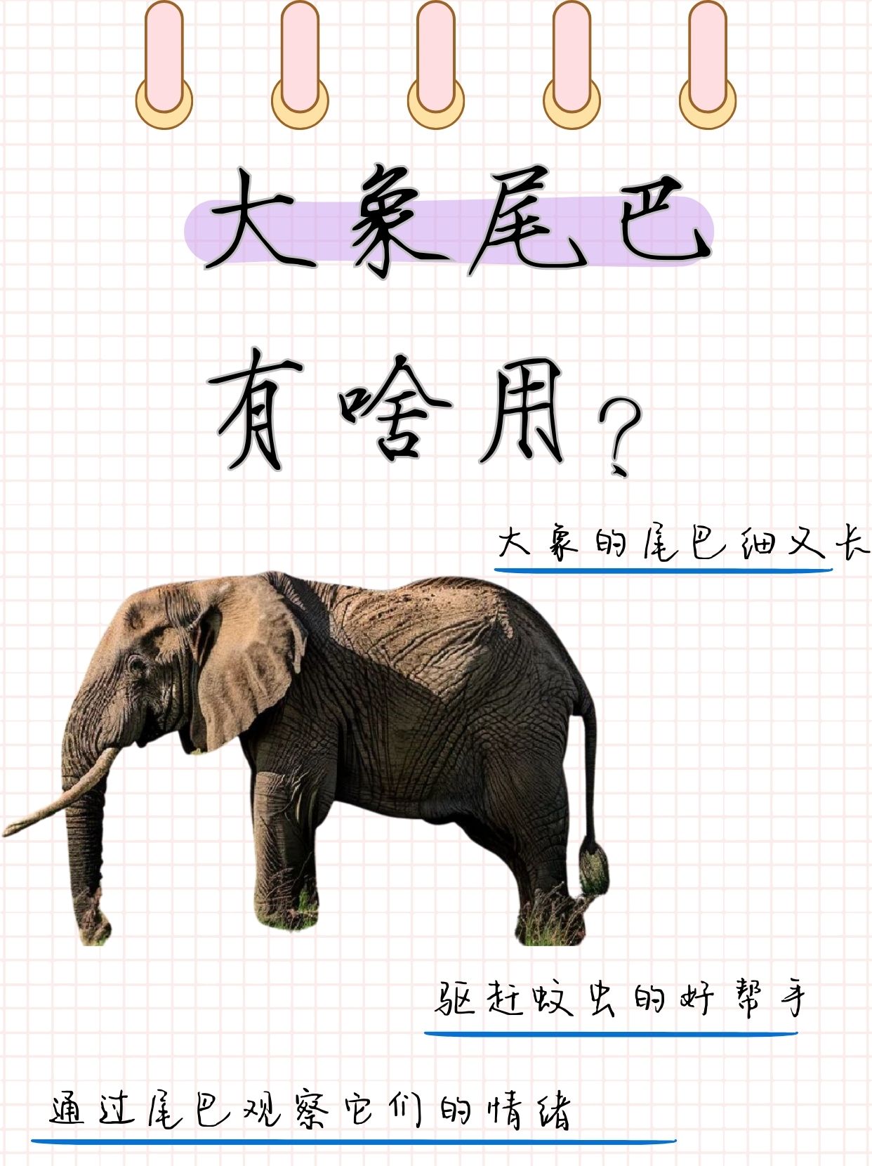 妹妹学校组织了一次动物园一日游,老师让他们回家总结一下关于大象
