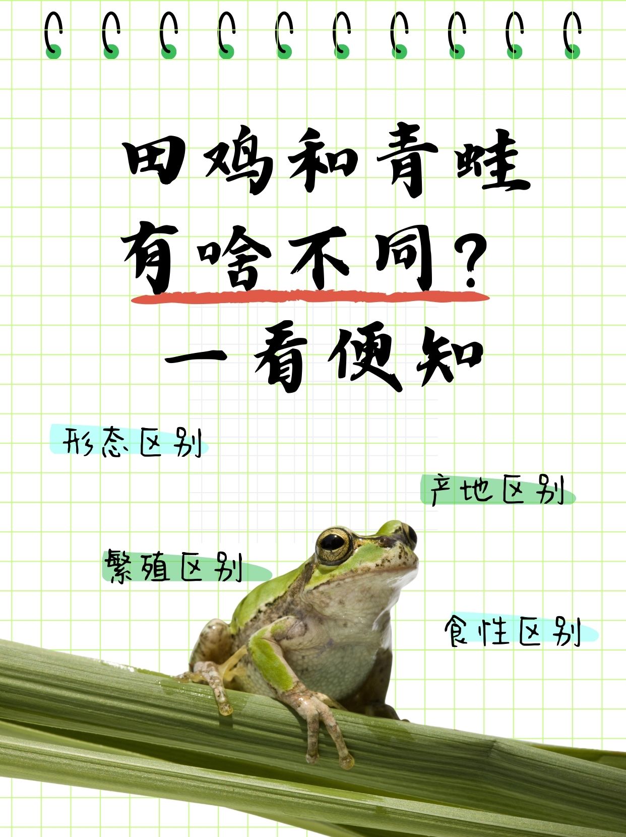 田鸡和青蛙有啥不同?