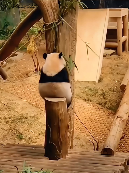 看这个胖嘟嘟的小背影,就知道是咱们的小胖妞小辉辉了!