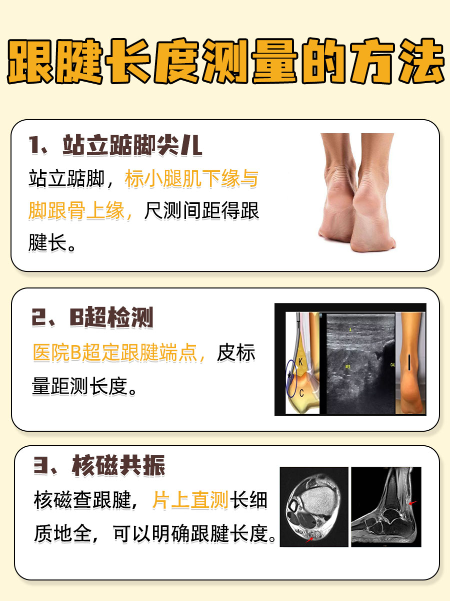 布雷克跟腱长度图片