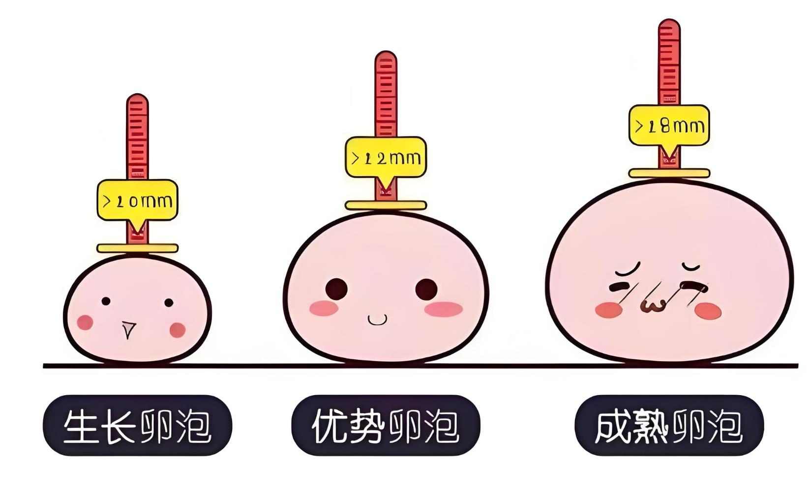 卵泡发育过快_卵泡发育过快好吗  第2张