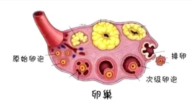 卵泡好是不是容易怀孕_卵泡好是不是卵巢也好呢