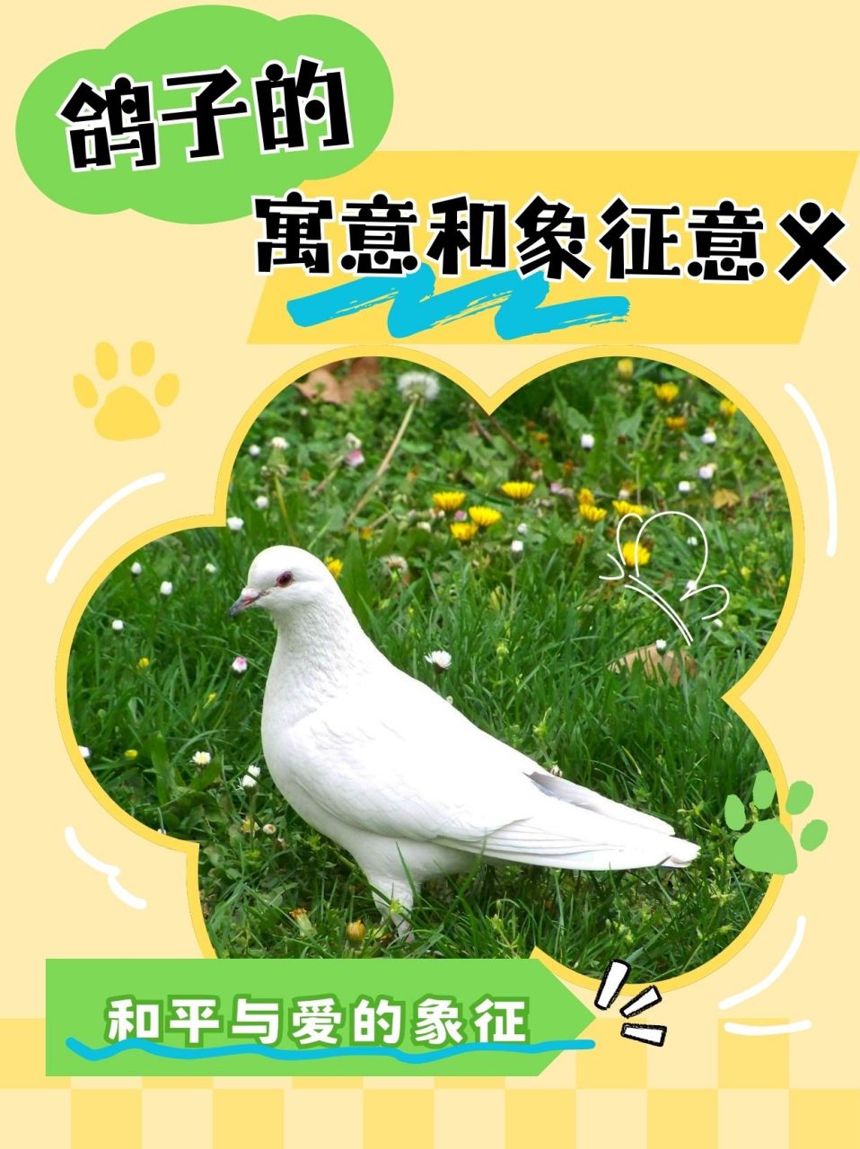 鸽子的寓意和象征意义  记得小时候,我家附近的公园里总是有成群的