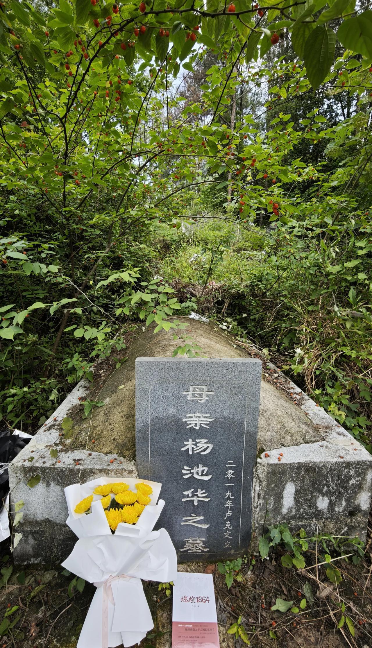红彤彤的果子压弯了枝头,像挂了一树小灯笼