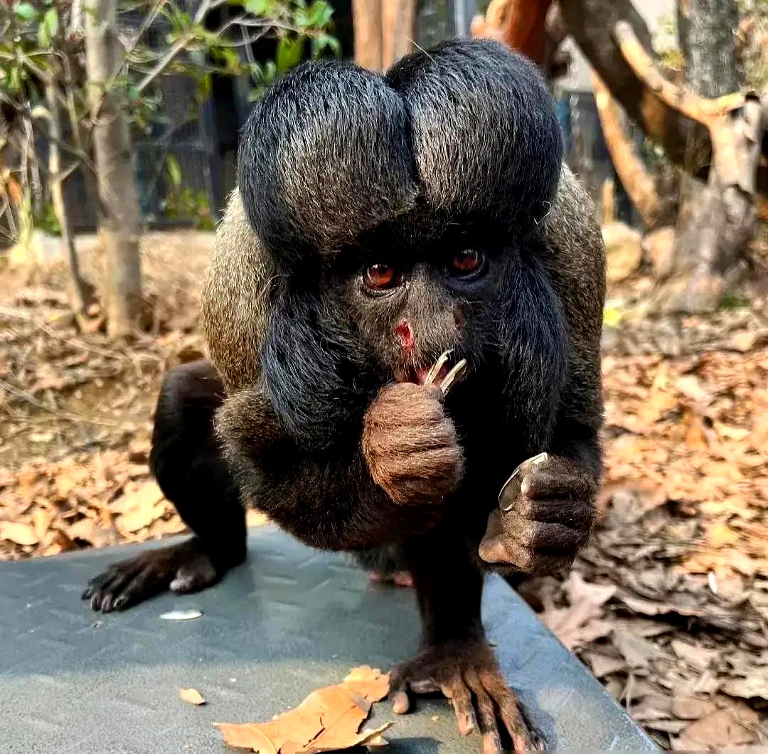 看到一只特别稀奇古怪的动物