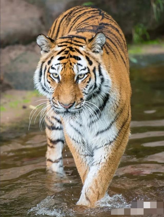 这是她生平一大爱好