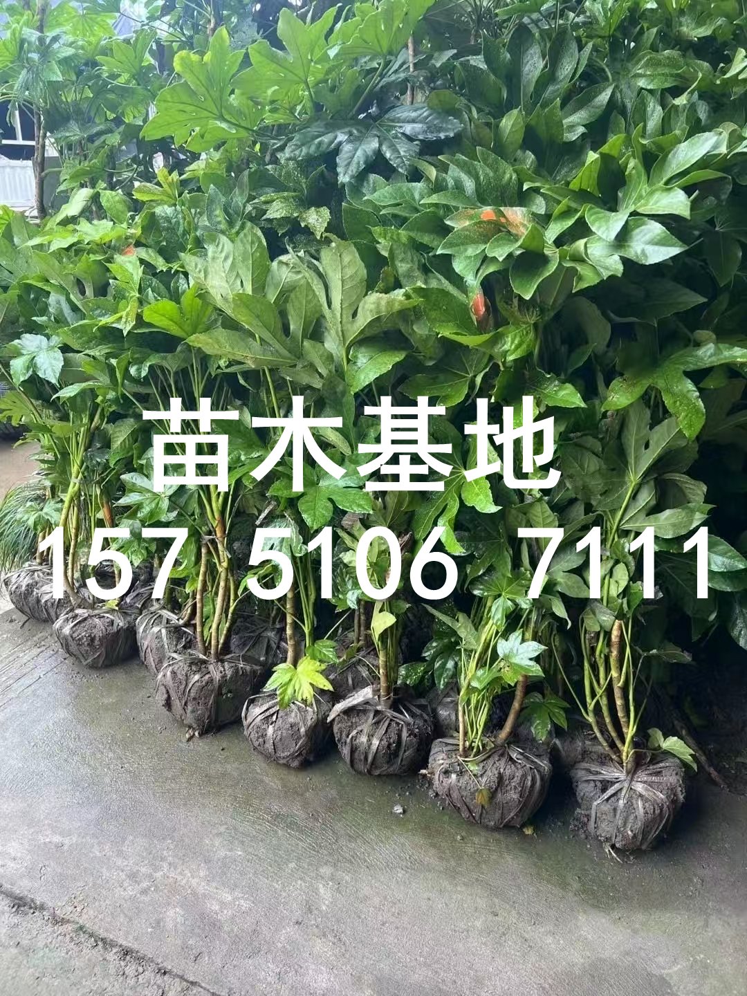 绿化用花卉苗木供应基地,丰富品种任您挑选 想给家里院子添点绿意?