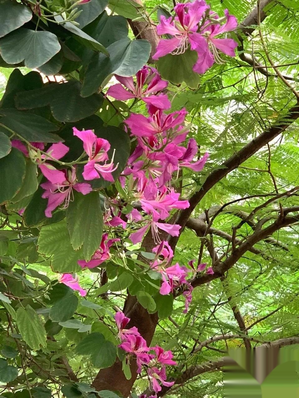 老爸这几天犯愁清明扫墓的事,爷爷奶奶的墓地在老家,可是老家已经没有