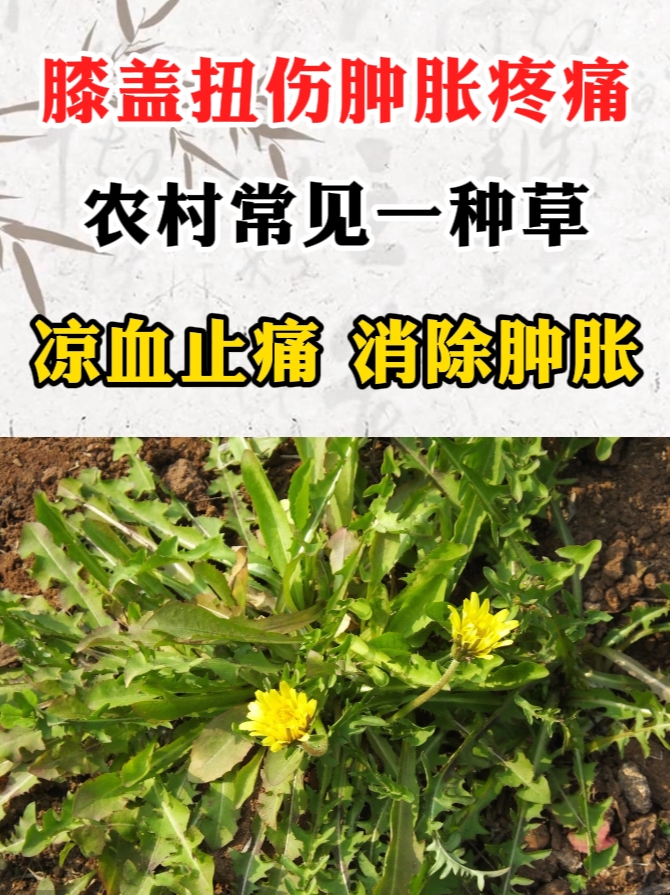 膝盖扭伤后肿胀疼痛,农村常见一种草,清热解毒,凉血止痛,消除肿胀