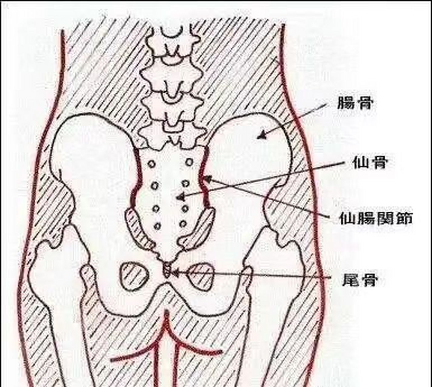 七节骨的准确位置图图片