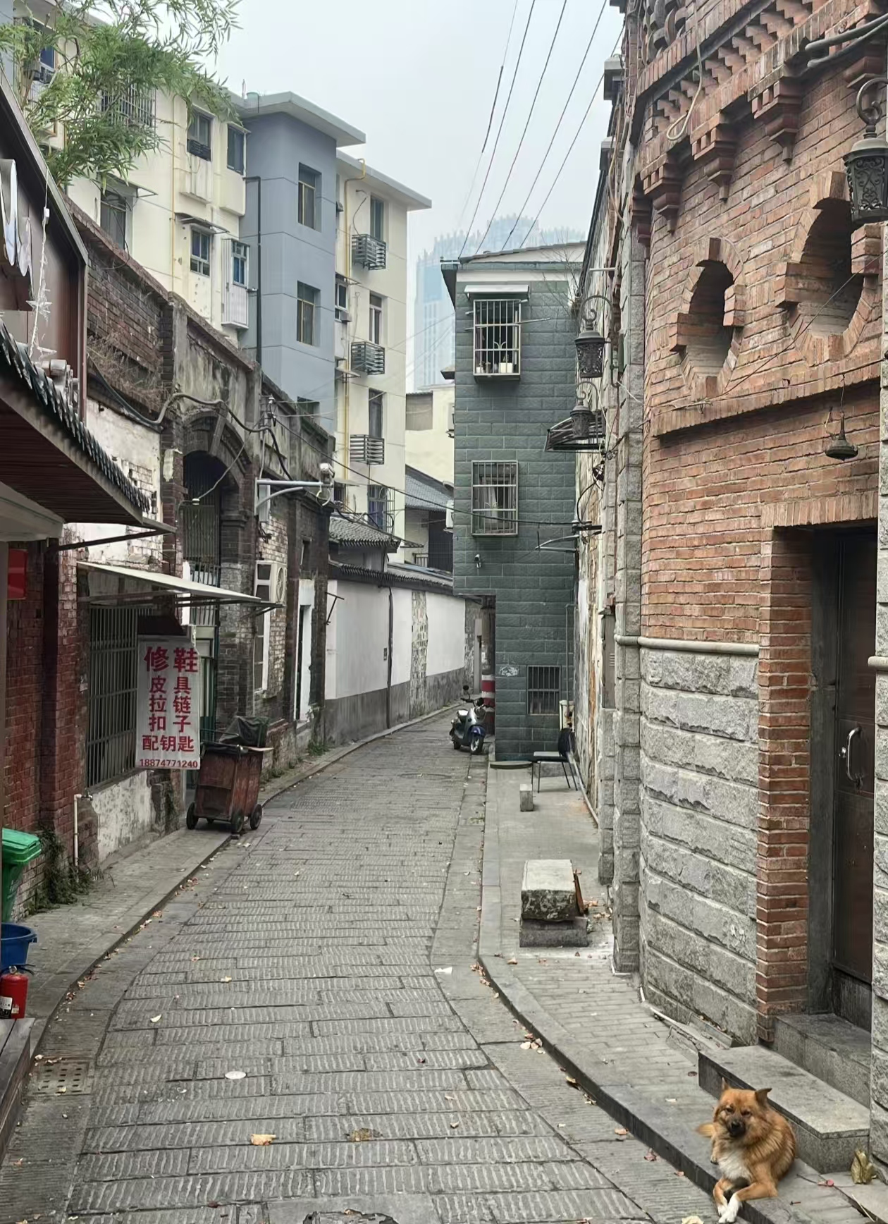 五一广场旁这小巷子挺有韵味,老建筑,小店铺,还有狗狗慵懒地待着