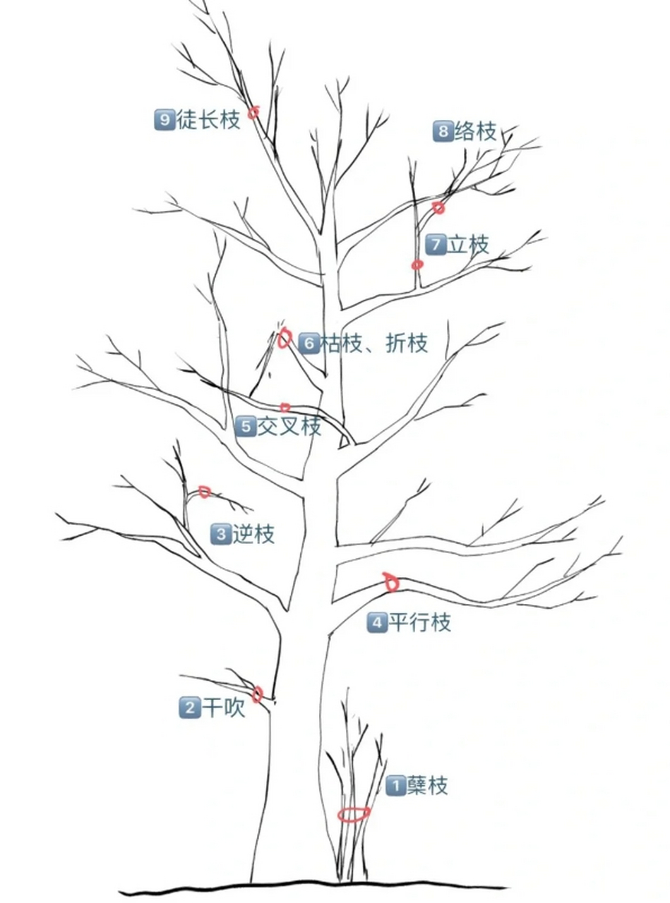 果树修剪口诀图片