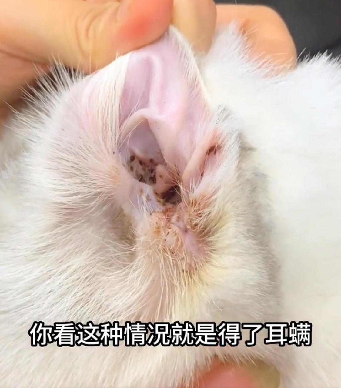 猫咪耳垢和耳螨有什么不同?可以从3个方面来看.