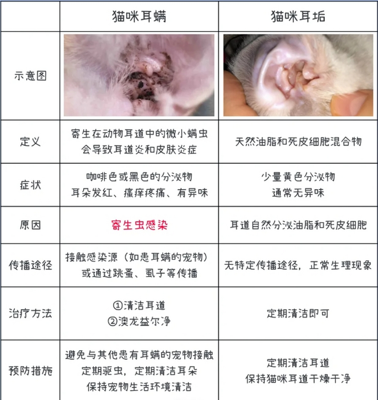 猫咪耳垢和耳螨有什么不同?可以从3个方面来看.