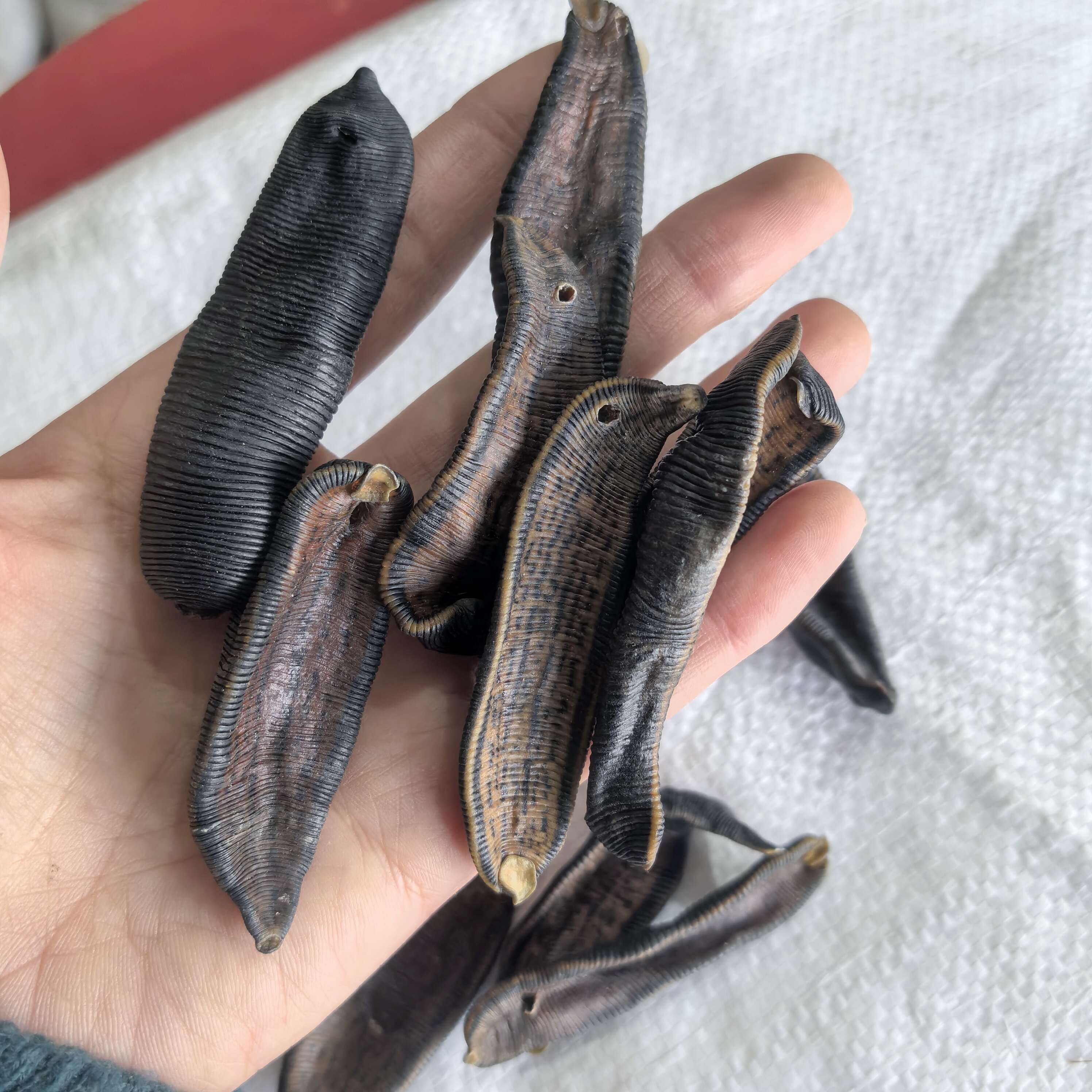 图片水蛭中药饮片中药水蛭的图片水蛭中药材山蚂蝗中药高清大全大图