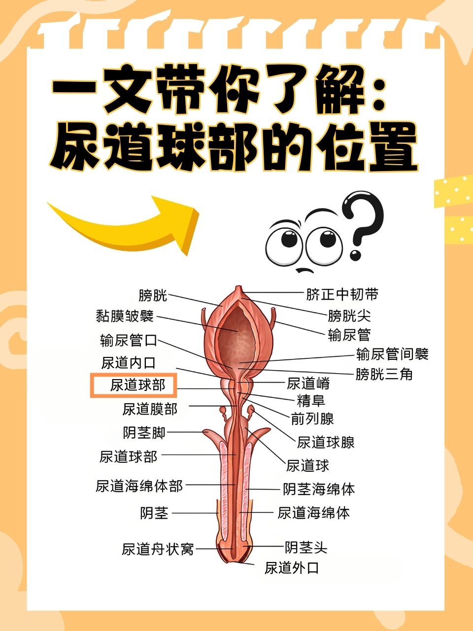 一文带你了解:尿道球部的位置