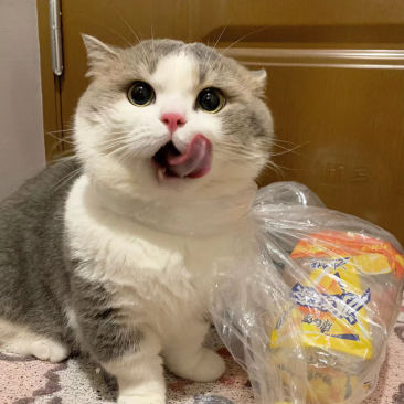 每次手上拿着零食,十步之内必有小猫出现,都胖成煤气罐罐了,都还要跟
