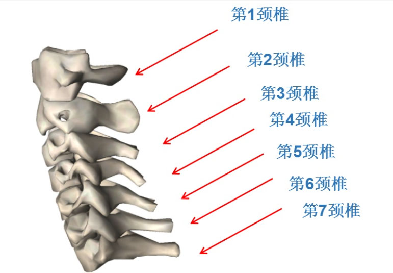 颈椎上下关节突图片图片