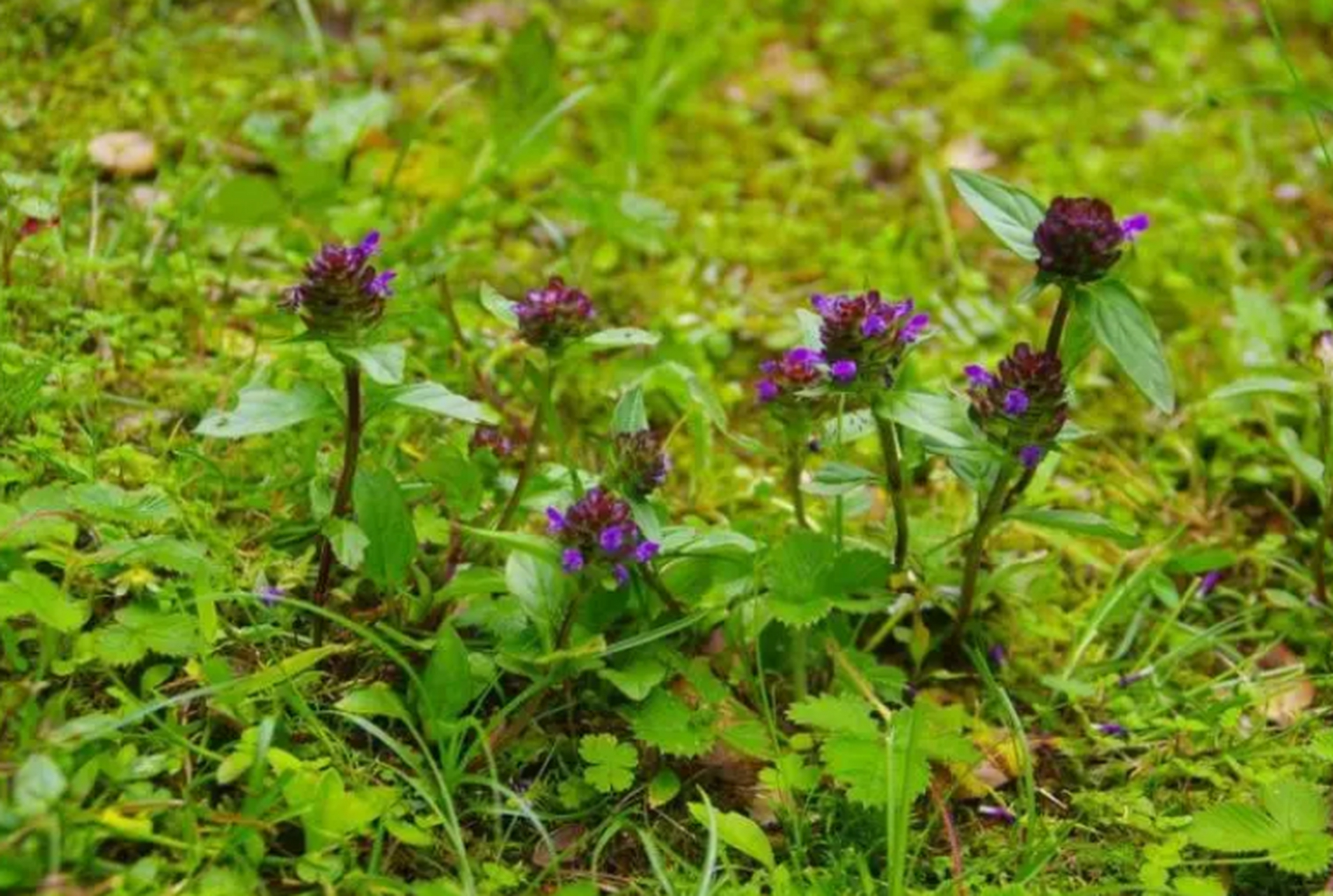 与夏枯草搭配使用,可以增强散结的效果,特别适合于长期气滞导致的郁火