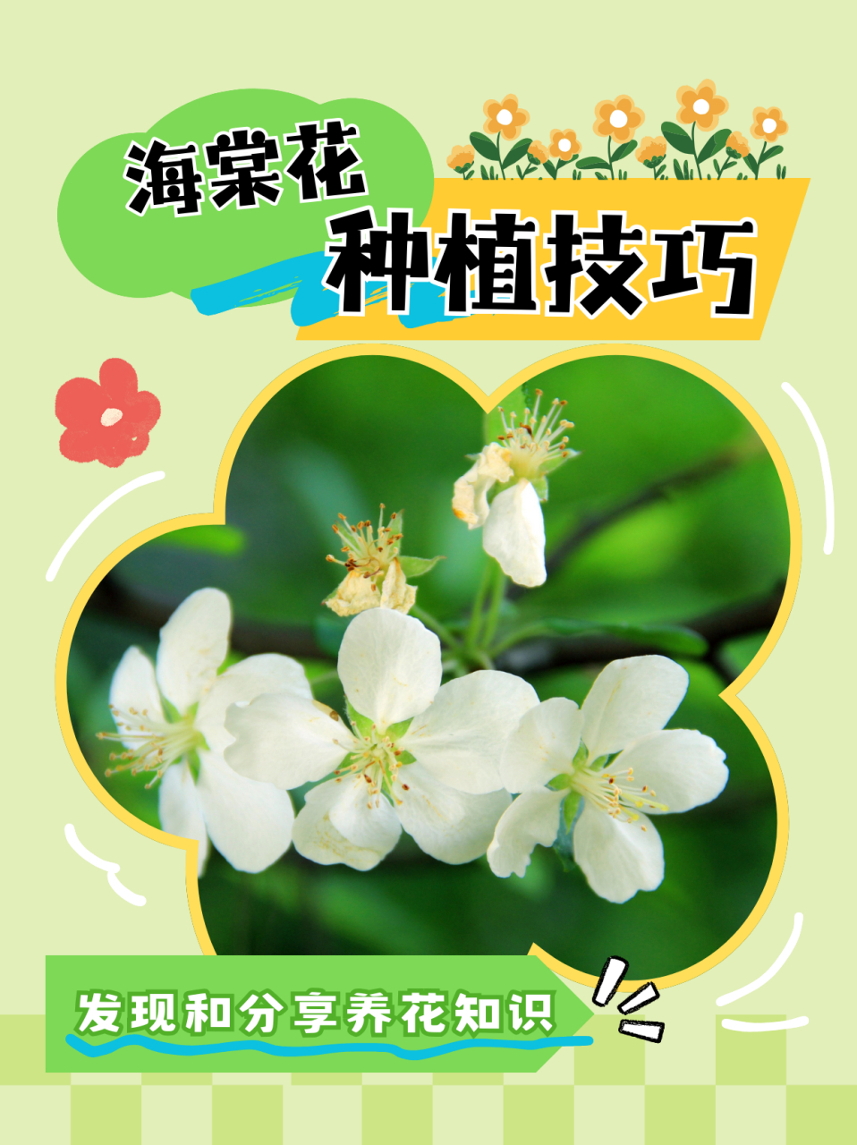 海棠花什么时候开放  海棠花是每年4到5月份开花的,开了之后还是很