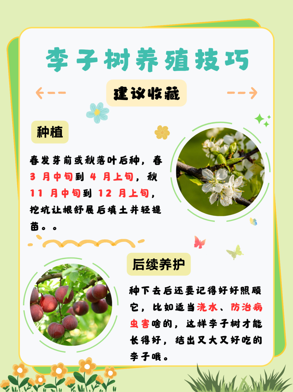 李子什么时候开花  李子树一般在每年的 3 到 4 月份开花.