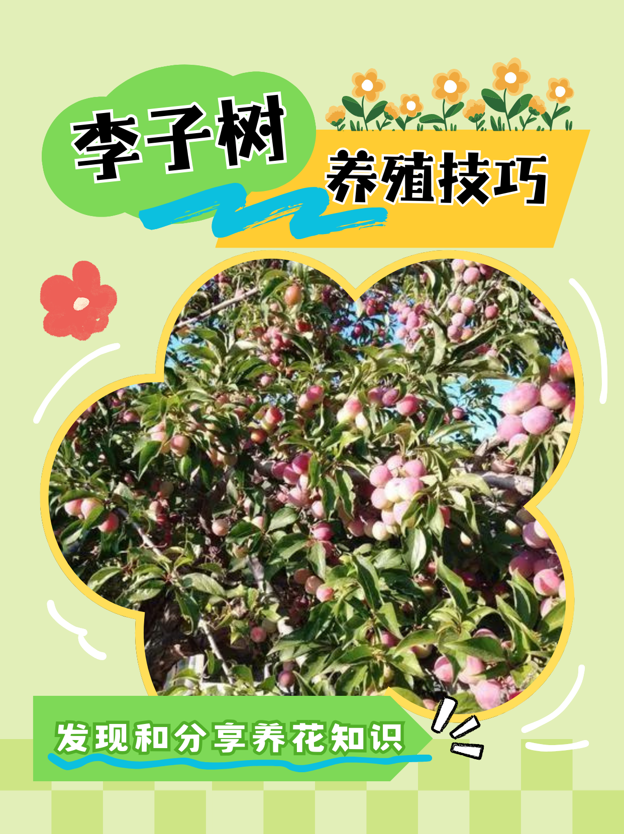 李子什么时候开花  李子树一般在每年的 3 到 4 月份开花.