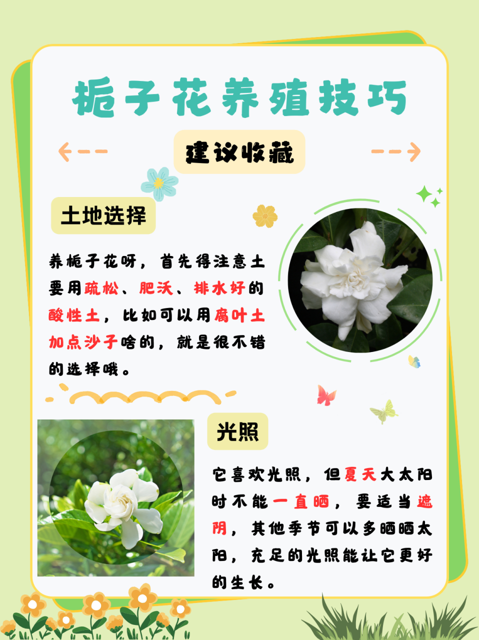 怎样养栀子花图片