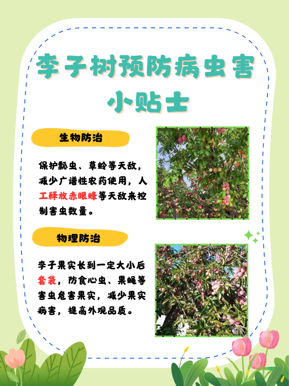 李子什么时候开花  李子树一般在每年的 3 到 4 月份开花.