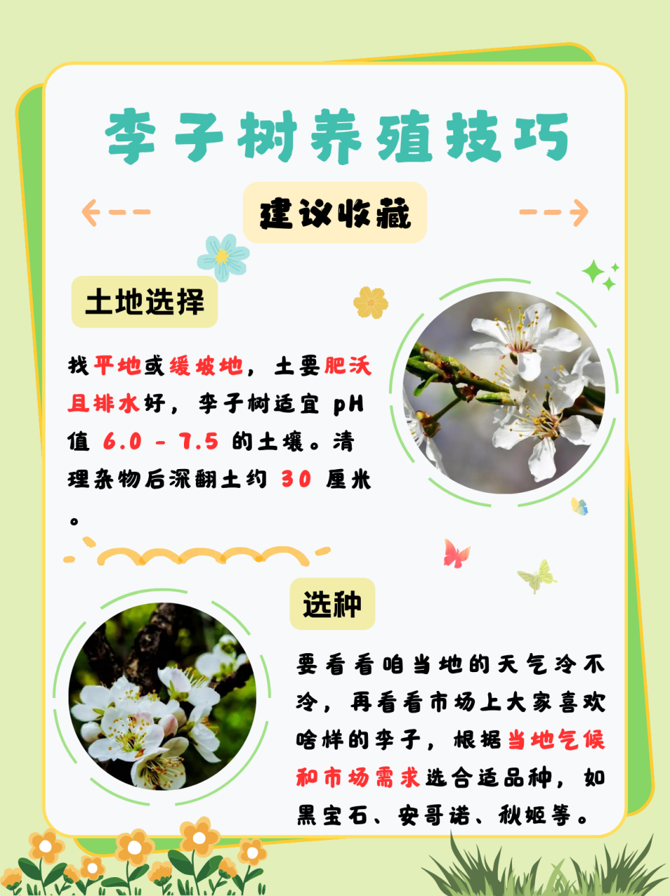 李子什么时候开花  李子树一般在每年的 3 到 4 月份开花.